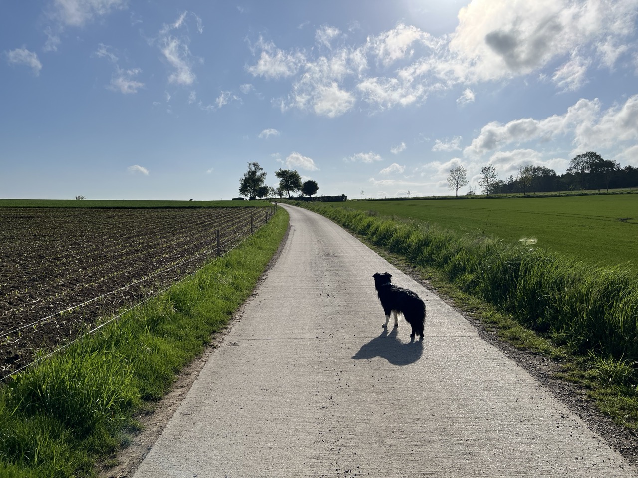 Ce que j’ai appris à courir avec mon chien